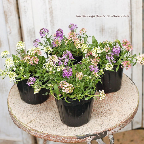 花苗 スイートアリッサムMIX植え 3号ポット 4苗セット 花壇 寄せ植え