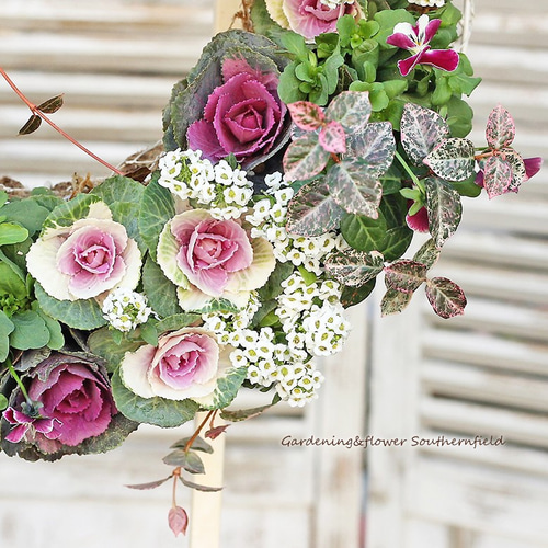 季節の花寄せ植え ハボタン＆ビオラ＆アリッサム ギャザリングリース35