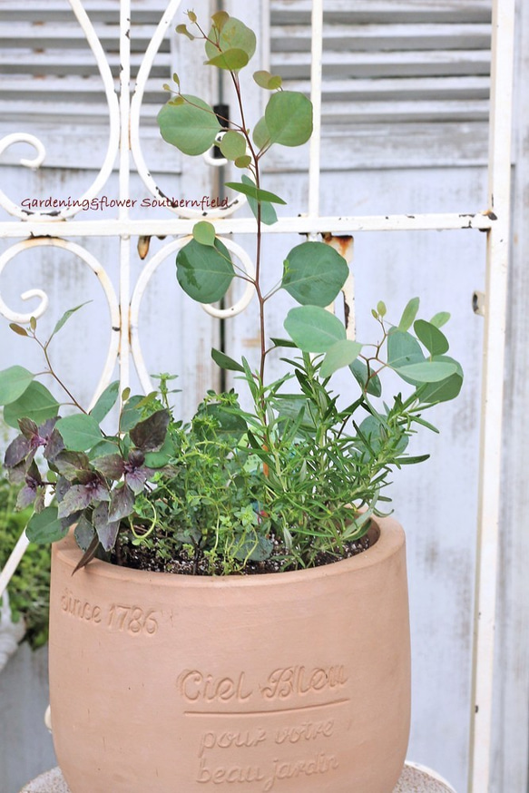 ユーカリとハーブの寄せ植え 5枚目の画像