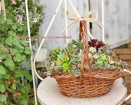 寄せ植え　多肉植物　バスケット　a 0_3b2e0d654631f55da4bfe68a424d