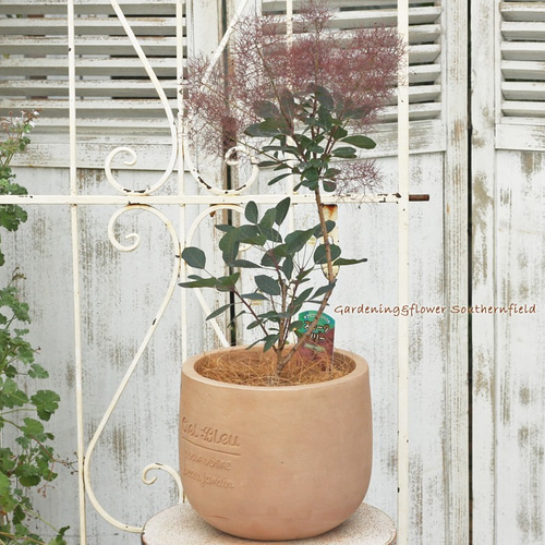 スモークツリー ✳︎フリゴフォリウス✳︎ Smoke Tree ナチュラル