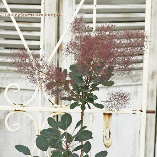 スモークツリーとエリンジウムのナチュラルスワッグ2セット スモークツリーとエリンジウムのナチュラルスワッグ2セット