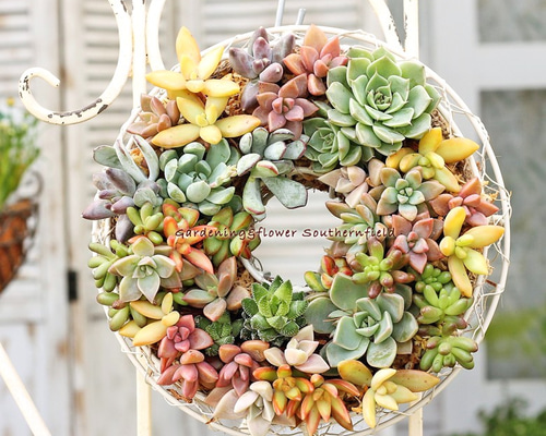 多肉植物　寄せ植え　リース　ww Clear Wreath』澄んだリース 多肉植物 多肉寄せ植え