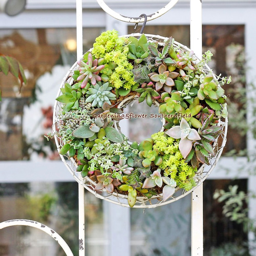 多肉植物寄せ植え ギャザリングリースSサイズ20cm その他インテリア