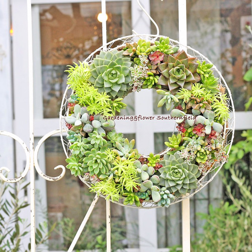 多肉植物　寄せ植え　リース　ww Amazon.co.jp: 多肉植物 寄せ植え succulent wreath M(多肉