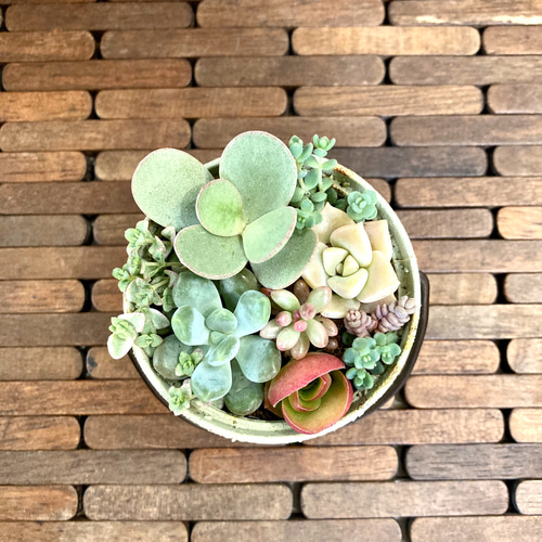 多肉差し替えました❣️値下げしました‼️ 多肉植物 リメイク缶 寄せ 