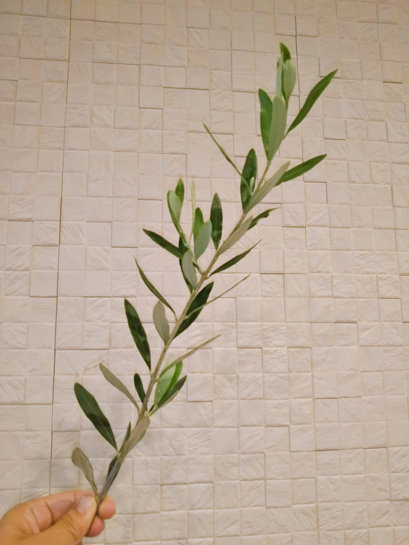 オリーブの枝フレッシュ7本 送料無料！ その他素材 herbgarden 通販