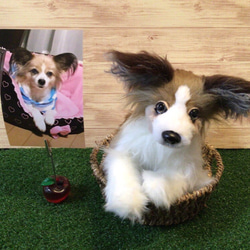 愛犬ちゃんオーダーメイド(パピヨン成犬)受注製作 1枚目の画像