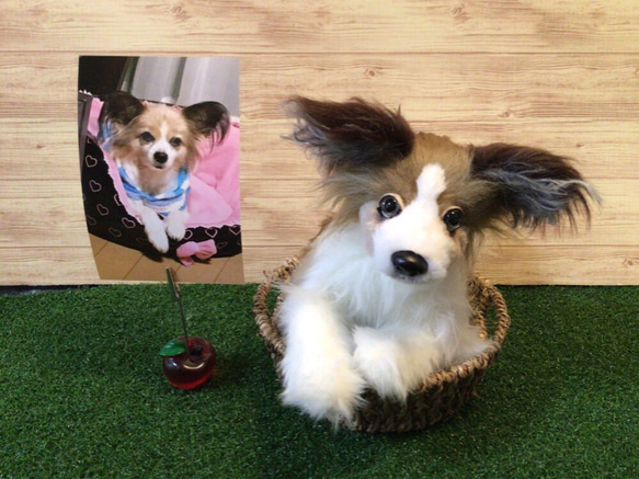 愛犬ちゃんオーダーメイド(パピヨン成犬)受注製作 1枚目の画像