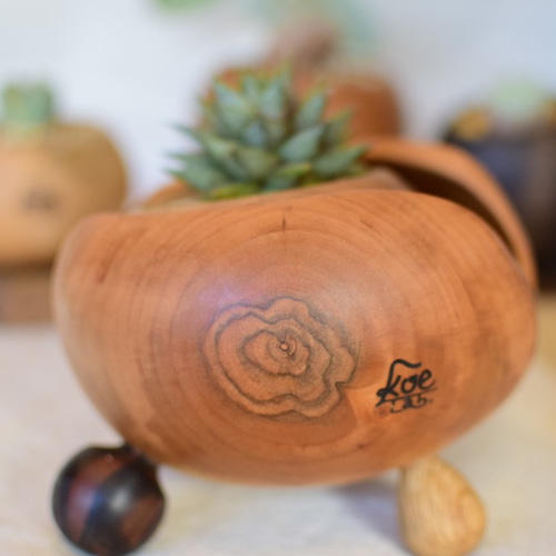 多肉用ポット さくらの木 ぷらねぽっと 大きめ足パターン 植物との相性  