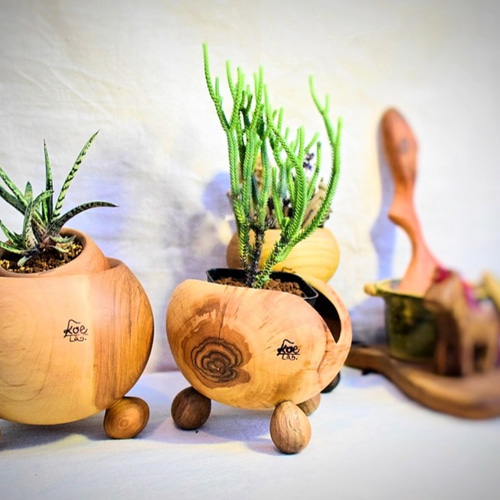 多肉用ポット さくらの木 ぷらねぽっと 大きめ足パターン 植物との相性  