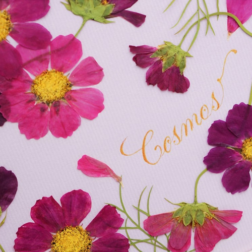 一点物！！コスモス 押し花  DIY品  額縁付き 楽天市場】コスモス(花言葉：愛・調和・謙虚) □92 歳 お祝い 押し花