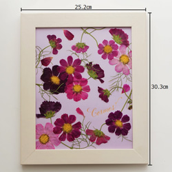 ＊特別価格＊ 押し花とカリグラフィーのアートフレーム【コスモス】　本物のお花のインテリアアート　ボタニカルアート額 7枚目の画像