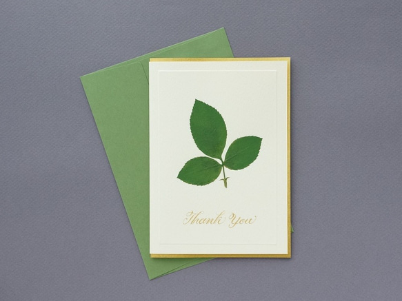 押し花とカリグラフィーのメッセージカード【Thank You】　バラの葉のシンプルデザイン 4枚目の画像