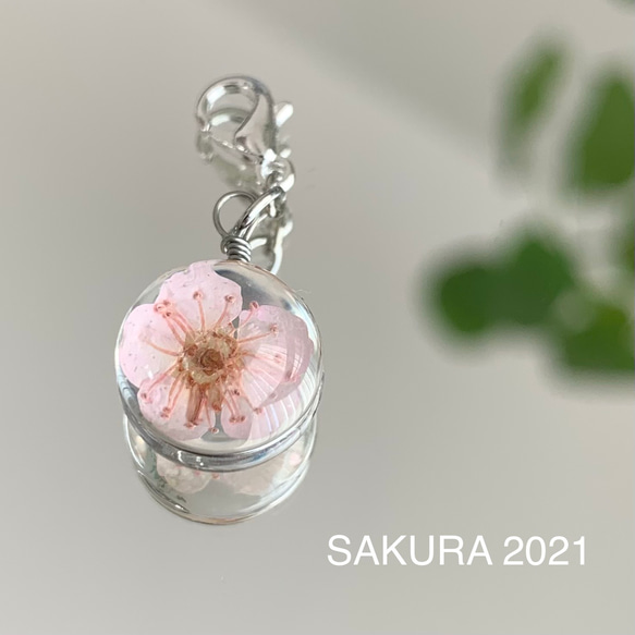 SAKURA 2021 マスクチャーム　桜　春色チャーム 1枚目の画像