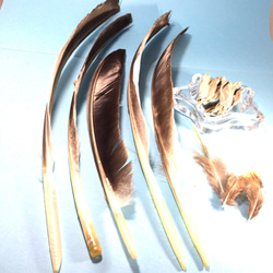 【浄化】スマッジングファン（フェザー）（ワンド）用　材料　羽根類8点＆ホワイトセージ3ｇ 2枚目の画像
