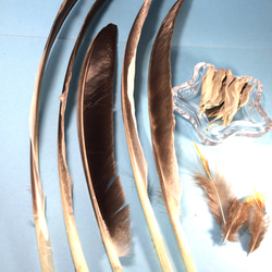 【浄化】スマッジングファン（フェザー）（ワンド）用　材料　羽根類8点＆ホワイトセージ3ｇ 3枚目の画像