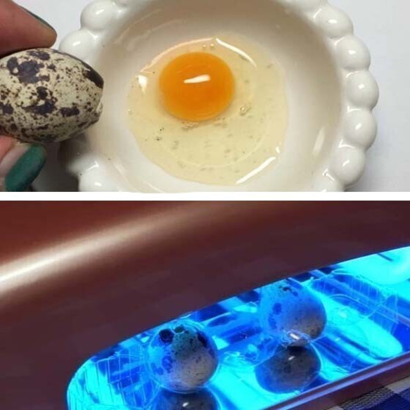 インコのエサが入ったガラスドームを使ったスケルトンタイプのうずらの卵のレジンピアス（orイヤリング）鳥好きさんに人気。 8枚目の画像