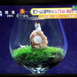 苔テラリウムキット♪　ハンドメイドで作って楽しく、育てて楽しい。ステイホーム中の観察日記としても使えます。 9枚目の画像