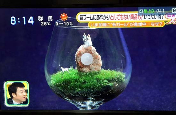 苔テラリウムキット♪　ハンドメイドで作って楽しく、育てて楽しい。ステイホーム中の観察日記としても使えます。 9枚目の画像