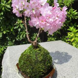 ステイホーム！お家で花見・桜見。春に愛でる桜の苔玉（蕾の状態でお届けします）春夏秋冬の表情も楽しめます。春色新作2021 4枚目の画像