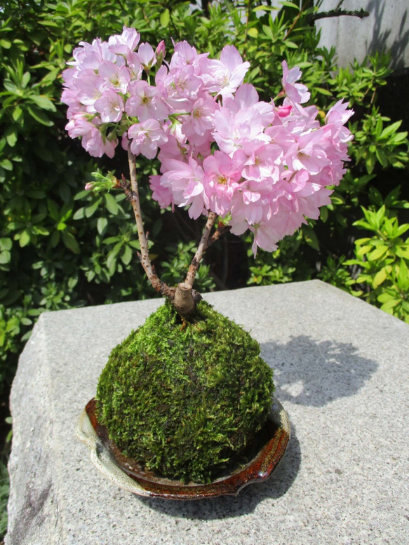 ステイホーム！お家で花見・桜見。春に愛でる桜の苔玉（蕾の状態でお届けします）春夏秋冬の表情も楽しめます。春色新作2021 4枚目の画像