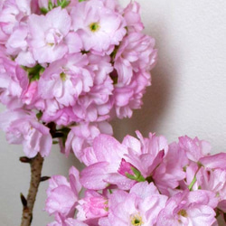 ステイホーム！お家で花見・桜見。春に愛でる桜の苔玉（蕾の状態でお届けします）春夏秋冬の表情も楽しめます。春色新作2021 5枚目の画像