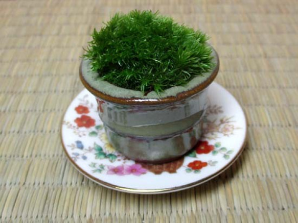 豆鉢の苔盆栽 3枚目の画像