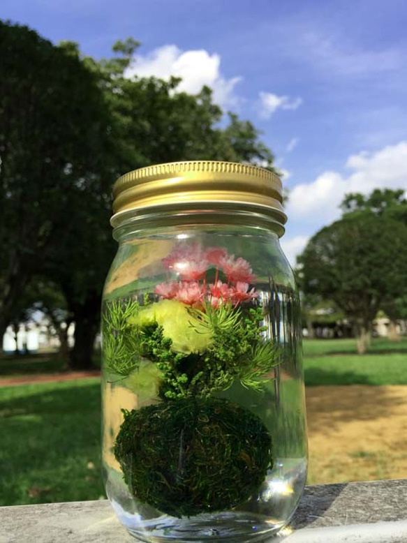 苔玉ハーバリウム（寄せ植え） 1枚目の画像