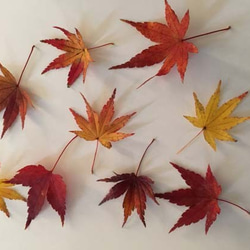 紅葉したモミジの葉のハーバリウム（植物標本） 6枚目の画像