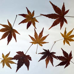 紅葉したモミジの葉のハーバリウム（植物標本） 7枚目の画像