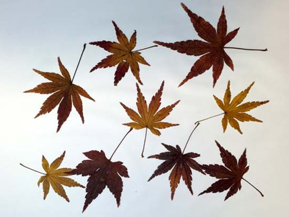 紅葉したモミジの葉のハーバリウム（植物標本） 7枚目の画像