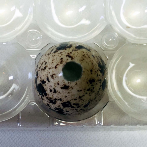 天然素材のウズラの卵の殻のレジンイヤリング。「SDG's」 7枚目の画像