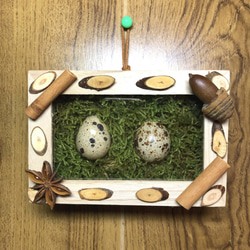 限定１品。　ウズラの卵と苔の壁掛け標本(モスタペストリー) 1枚目の画像