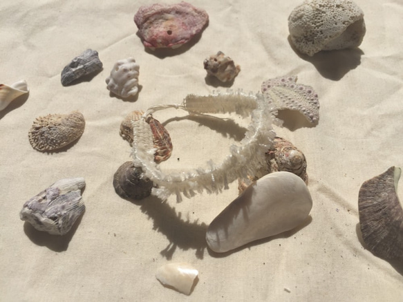 城ケ島の貝 l　Shell in Jogashima ー Bracelet l 1枚目の画像