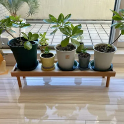 【人気No1✨】観葉植物ラック Green Stand 飾り台 (サイズオーダー可) ★ペットのフードスタンドとしても 5枚目の画像