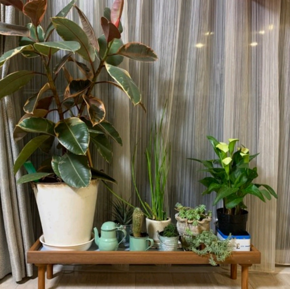 【人気No1✨】観葉植物ラック Green Stand 飾り台 (サイズオーダー可) ★ペットのフードスタンドとしても 7枚目の画像