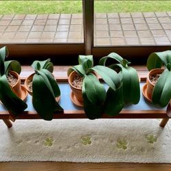 【人気No1✨】観葉植物ラック Green Stand 飾り台 (サイズオーダー可) ★ペットのフードスタンドとしても 8枚目の画像