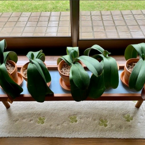 人気No1✨】観葉植物ラック Green Stand 飾り台 (サイズオーダー可