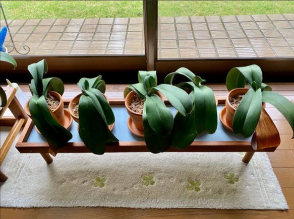 【人気No1✨】観葉植物ラック Green Stand 飾り台 (サイズオーダー可) ★ペットのフードスタンドとしても 8枚目の画像