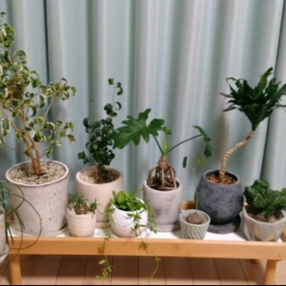 【人気No1✨】観葉植物ラック Green Stand 飾り台 (サイズオーダー可) ★ペットのフードスタンドとしても 9枚目の画像