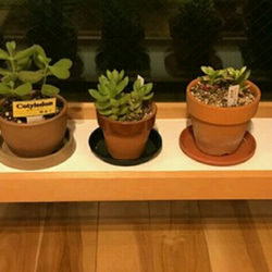 【人気No1✨】観葉植物ラック Green Stand 飾り台 (サイズオーダー可) ★ペットのフードスタンドとしても 10枚目の画像