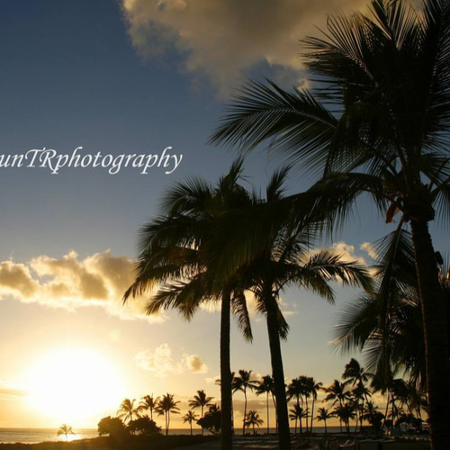 風景画 海とヤシの木 金色フレーム37✖️37