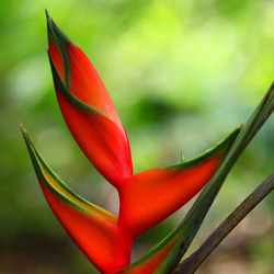 【Fresh Heliconia】ハワイ写真　南の島　南国　植物写真　緑　プランツ　グリーン　風景写真　マットフレーム 1枚目の画像
