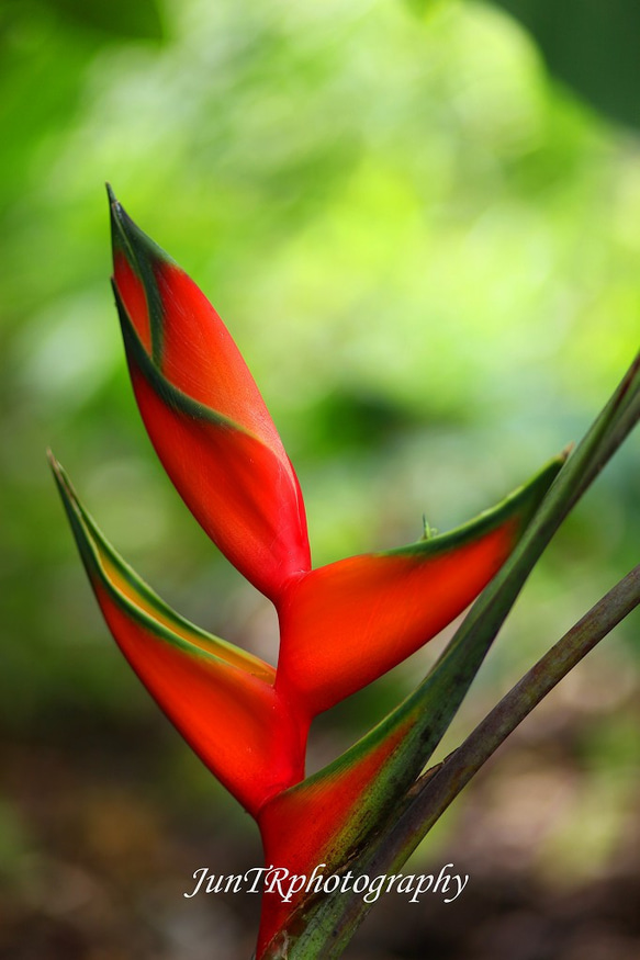 【Fresh Heliconia】ハワイ写真　南の島　南国　植物写真　緑　プランツ　グリーン　風景写真　マットフレーム 1枚目の画像