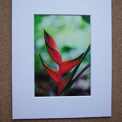 【Fresh Heliconia】ハワイ写真　南の島　南国　植物写真　緑　プランツ　グリーン　風景写真　マットフレーム 2枚目の画像