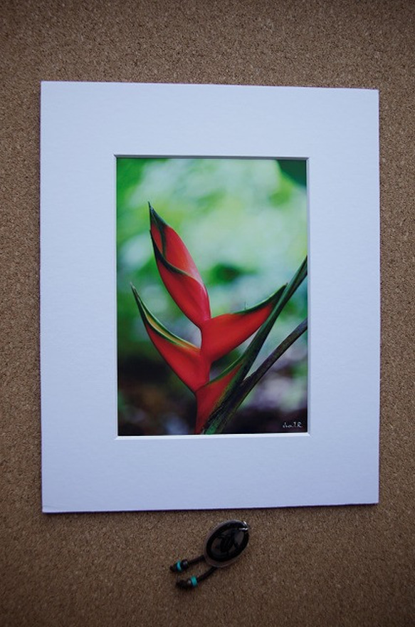 【Fresh Heliconia】ハワイ写真　南の島　南国　植物写真　緑　プランツ　グリーン　風景写真　マットフレーム 2枚目の画像