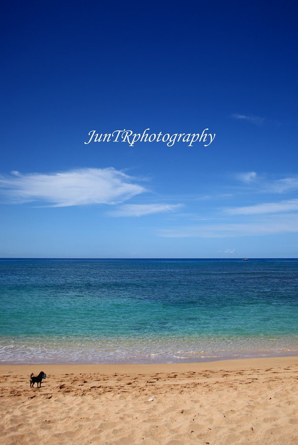 【Dog & Ship】ハワイ写真　マリンブルー　ビーチ　青い海　青空　空と雲　南の島　南国　風景写真　マットフレーム 1枚目の画像
