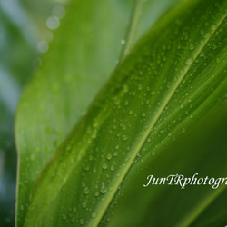 【Ti Leaf Drops】ハワイ写真　ティーリーフ　緑　葉　朝露　南の島　南国　植物写真　プランツ　マットフレーム 1枚目の画像