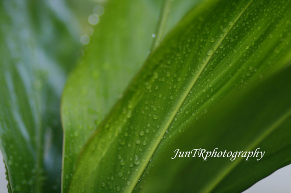 【Ti Leaf Drops】ハワイ写真　ティーリーフ　緑　葉　朝露　南の島　南国　植物写真　プランツ　マットフレーム 1枚目の画像